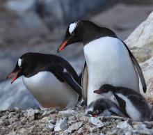 Adult Gentoo Penguins with two chicks (Source: Wikipedia (Gentoo Penguin family))