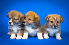 Welsh Corgi puppies (Source: pixabay)