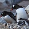 Adult Gentoo Penguins with two chicks (Source: Wikipedia (Gentoo Penguin family))