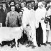 Gandhi and goat (Source: Unknown)